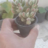 ساکولنت کلی جزئی|گل و گیاه طبیعی|گنبد کاووس, |دیوار