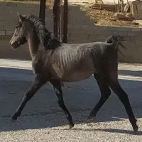 نگهبانی و نظافت اصطبل اسب