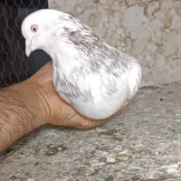 کفتر نر هما درشت قلدر چشم تابه تا جهت معاوضه