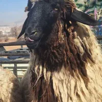 بره نر ایسونم