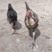 مرغ و خروس گلین ریشو چهل تاج تخم گذار تاج