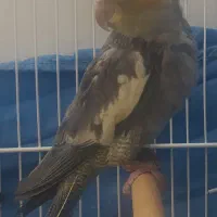 عروس هلندی بسیار سالم و بازیگوش