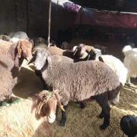 گوسفند زنده بره پلوار مصرفی