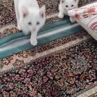 بچه گربه|گربه|مشهد, شهید شهریاری|دیوار