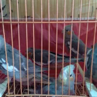 فروش فوری عروس هلندی|پرنده|گلپایگان, |دیوار