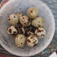 تخم بلدرچین