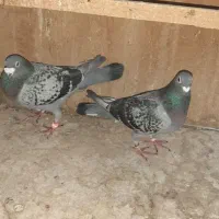 کبوتر پلاکی سفید یا واشه ی میخوام