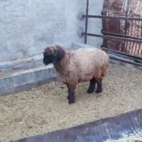 شیشک چتری|حیوانات مزرعه|طسوج, |دیوار