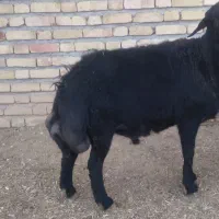 قوچ.هترو قره قزل