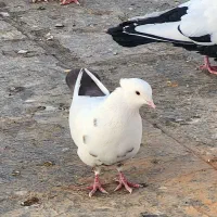 کبوتر دم قهوه ای|پرنده|بیجار, |دیوار