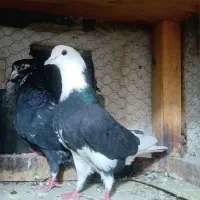 یه جفت کفتر آس