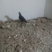 جوانه نر سوسکی بزک 500