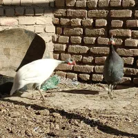 مرغ شاخدار|حیوانات مزرعه|سبزوار, رباط|دیوار