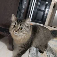 گربه ی پرشین خوشگل