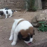 فروش توله نگهبان|سگ|بهشهر, |دیوار