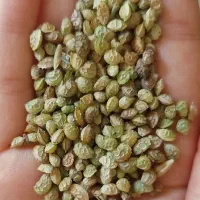 بذر خشه (اسپرس )