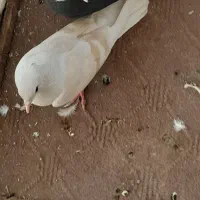 کفتر|پرنده|زارچ, |دیوار