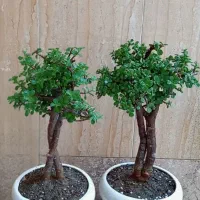 گیاه طبیعی آپارتمانی