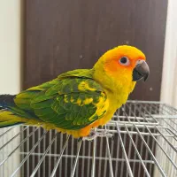 طوطی خورشیدی سه ماهه
