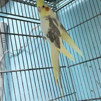 عروس هلندی دوکت ماده|پرنده|ابهر, |دیوار