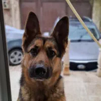 شاه توله زرمن شپرد اصیل و درجه یک