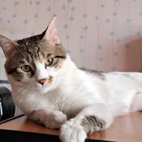 گربه با مشکل کلیوی نیازمند راهنمایی