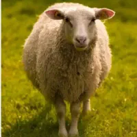 قصاب ذبح گوسفند و گوساله در محل شبانه‌روزی