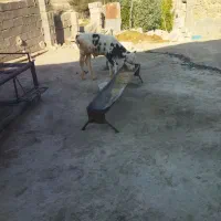 گاو و گوساله نر سمینتال|حیوانات مزرعه|دهدشت, |دیوار