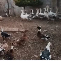 فروش قاز|حیوانات مزرعه|پارس‌آباد, |دیوار