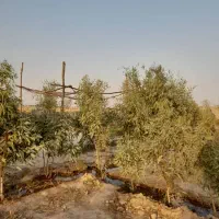 زمین کشاورزی