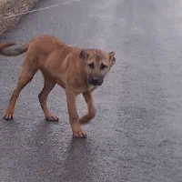 توله سگ سرابی