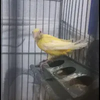 قناری جونه ۶ماهه طلایی ریزه خوان