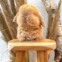 خرگوش لوپ بریتانیایی