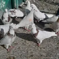 کبوتر عطیقه