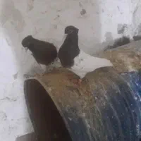 ی جفت کله سرخ