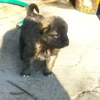 واگذاری‌سگ‌سرابی