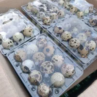 تخم نطفه دار و خوراکی بلدرچین|حیوانات مزرعه|مشهد, شهید آوینی|دیوار