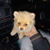 سگ پامر|سگ|تهران, میرداماد|دیوار