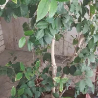 یاس هلندی
