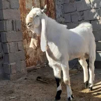 نر بز گلابی