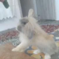 خرگوش لپ باهوش با مزه نر