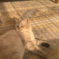 گربه بیریتیش نر سیلور جهت جفت یابی