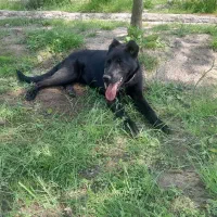 سگ کن کورسو دورگ واگذاری|سگ|سنگر, |دیوار