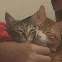 واگذاری رایگان