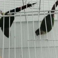 جفت گرینچیک مولد|پرنده|گلبهار, شهر جدید گلبهار|دیوار