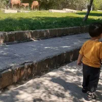 معاوضه-پراید-بازمین-برنجی