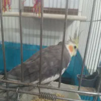عروس هلندی