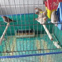 فنچ زبرا جوان