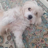 سگ شیتزو|سگ|فولادشهر, مسکن مهر فولادشهر|دیوار