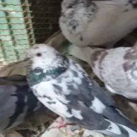 چند عدد کبوتر